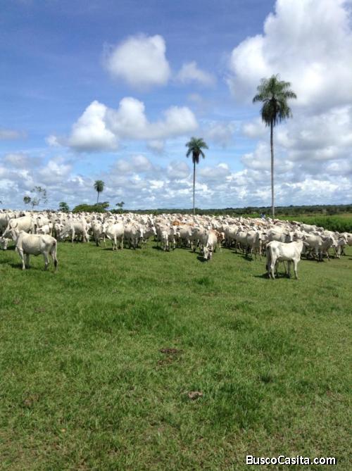 Propiedad Ganadera en Venta