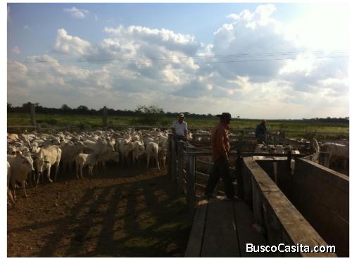 Propiedad Agricola Ganadera en Venta