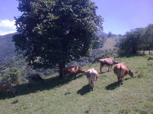 Vendo hacienda a 30 minutos de Quito, 9 Has. En completa producción 