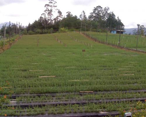 INMOBILIARIA TEMPUS VENDE FINCA EN GUAYLLABAMBA 4H.