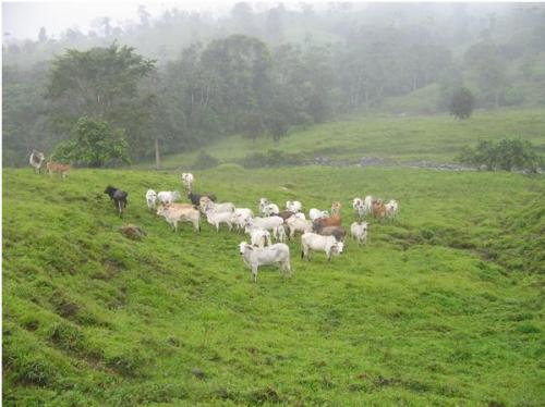 De oportunidad! Hacienda ganadera de 915 hectáreas a $1’700 000,oo (dólares) en Santo Domingo de los Tsáchilas - Ecuador