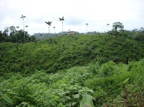 PROPIEDAD UBICADA EN VALLE DEL SADE – QUININDÉ a 1200 cada hectárea.