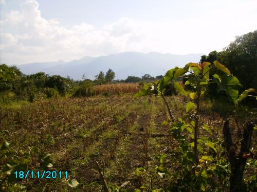 Vendo en Catamayo dos lotes  de terreno con riego