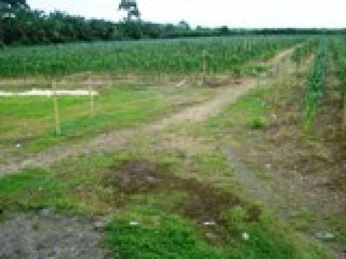 VENDO FINCA EN PATRICIA PILAR -  BUENA FE – QUEVEDO – LOS RIOS.