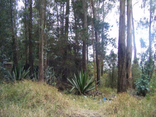 Hermoso Terreno en Carcelén a la altura del terminal terrestre