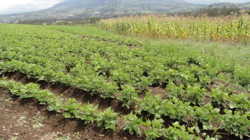 VENDO TERRENO DE 5 HECTAREAS EN COTACACHI