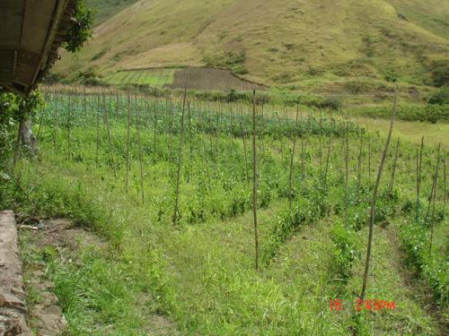 VENDO FINCA DE 28 HECTAREAS A UNA HORA DE IBARRA