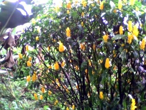Lindo terreno en venta de oportunidad