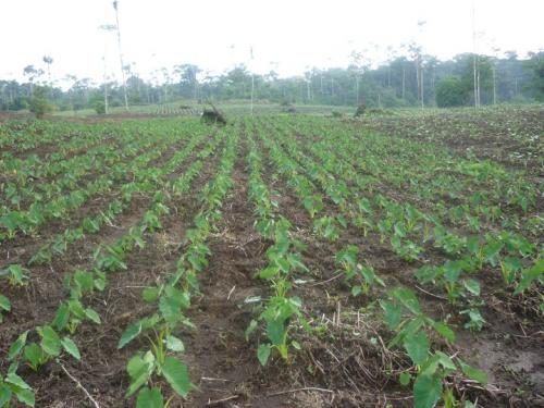 Linda Finca en venta de Oportunidad