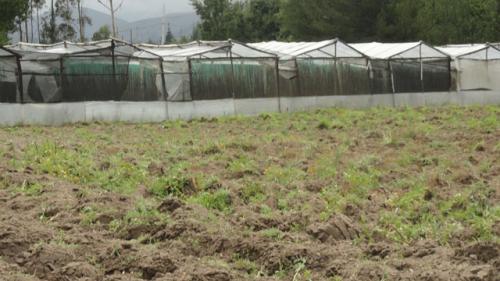 VENDO FINCA DE 9 HECTAREAS EN TABACUNDO - PICHINCHA - ECUADOR