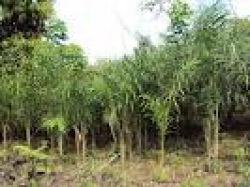 VENDO FINCA EN MANABI 230 hactarias