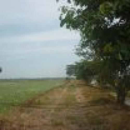 VENDO 42.09 HECTAREAS DE TERRENO AGRICOLA EN YAGUACHI-GUAYAS-ECUADOR $ 400.000