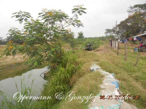 Finca ganadera operativa en venta en Chone.