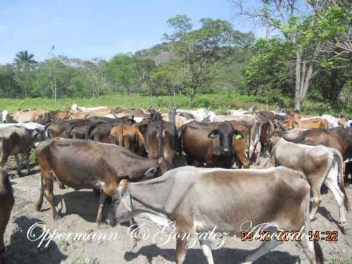 En Chone se vende finca ganadera operativa.