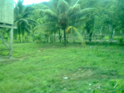Vendo Finca para cultivo en Viche