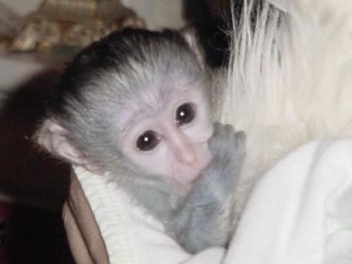 Regalo Cariñosas monos capuchinos para su aprobación