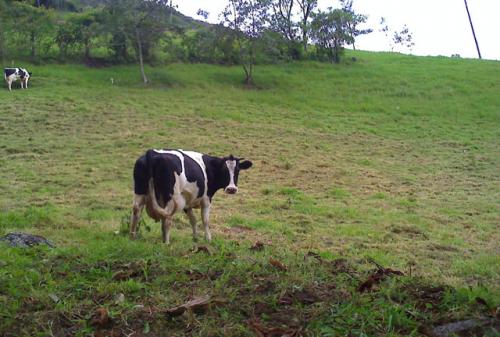 VENDO PROPIEDAD DE 22 HECTAREAS EN OTAVALO