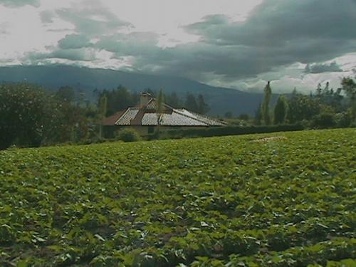 VENDO dos lotes de 2000m2 en Puembo