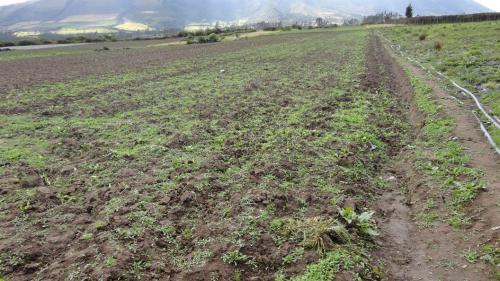 VENDO TERRENO DE 2400M2 CERCA DEL NUEVO HOSPITAL DE OTAVALO		