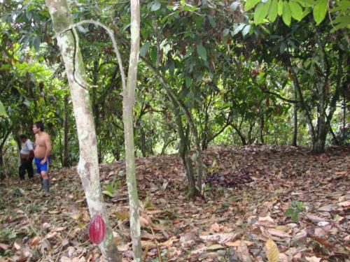 VENDO FINCA DE CACAO Y FRUTALES