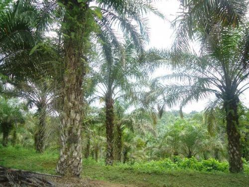 VENDO FINCA PRODUCTIVA EN QUININDE