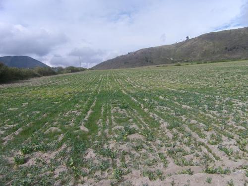 INVERSIONISTAS: Terreno de venta, zona industrial. Precio de Remate