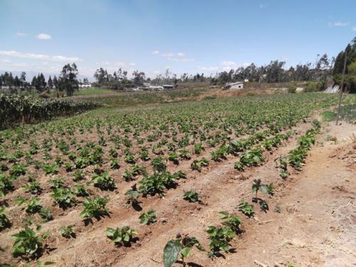 VENDO PROPIEDAD AGRICOLA EN IMBABURA