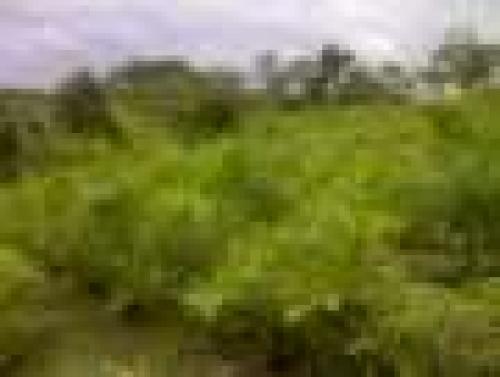 VENDO FINCA EN NANEGAL 110HTS