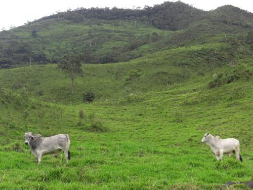 Finca Ganadera
