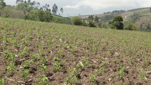 VENDO 8 HECTAREAS EN MIRA - PROVINCIA DEL CARCHI