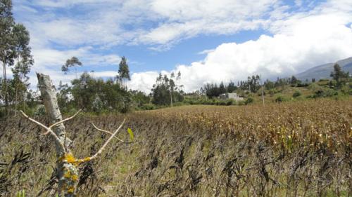 VENDO TERRENO DE 3.5 HECTAREAS EN QUIROGA