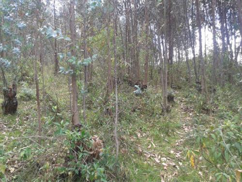 VENDO 2 HECTAREAS DE BOSQUE EN COTACACHI