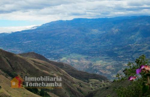 PLANTACIONES DE PINO EN NABON