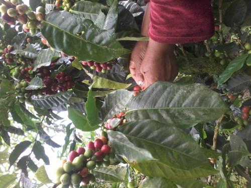 VENDO HERMOSA FINCA CAFETERA