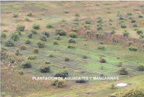 FINCA DE 11 HAS. EN PIMAMPIRO-IMBABURA