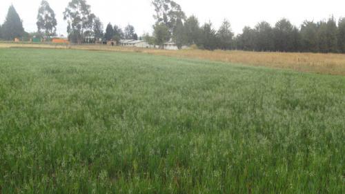 VENDO PROPIEDAD DE 5.100 M2 EN CAYAMBE