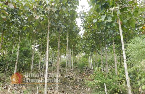 TERRENO DE VENTA EN EL GUAYAS CON PLANTACIONES DE TECA DESDE $540.000
