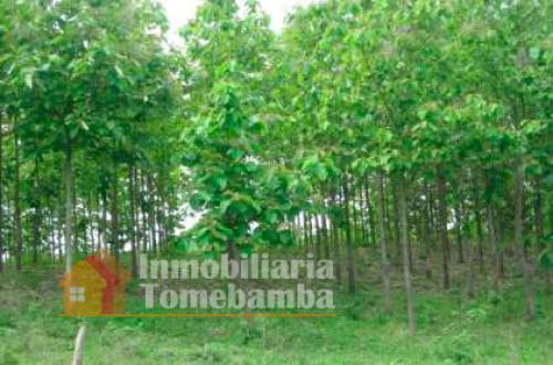 TERRENO DE VENTA EN EL GUAYAS CON PLANTACIONES DE TECA DESDE $540.000