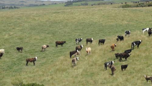 VENDO PROPIEDAD DE 42 HECTAREAS EN EL ANGEL PROVINCIA DEL CARCHI