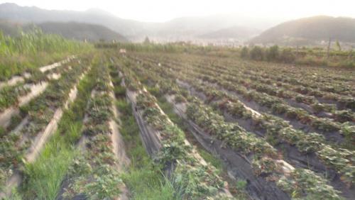 VENDO TERRENO DE 3.333 M2 EN OTAVALO, SECTOR QUINCHUQUI