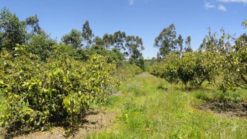 VENDO PROPIEDAD DE 4.800 M2 EN SAN ROQUE SECTOR CEROTAL