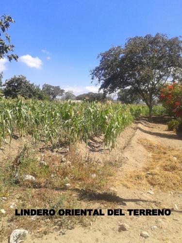 TERRENO EN LLANO GRANDE APTO PARA DESARROLLAR PROYECTO INMOBILIARIO