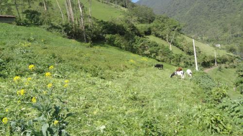 VENDO HACIENDA DE 22 HECTÁREAS EN OTAVALO