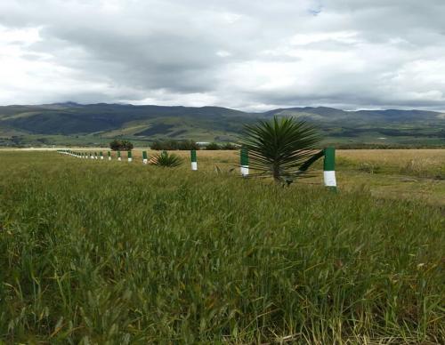 VENDO LOTE EN CAYAMBE - OLMEDO  
