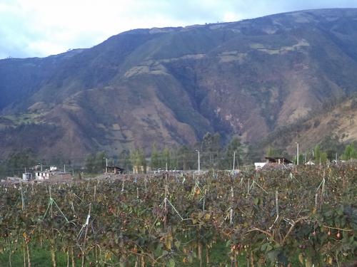 VENDO LOTE EN IBARRA