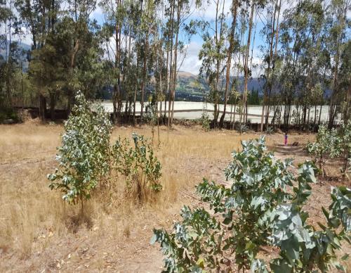 VENDO 10 HECTÁREAS EN CAYAMBE