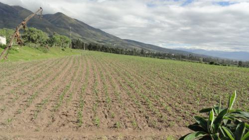 Vendo propiedad de 5.5 hectareas en Quiroga
