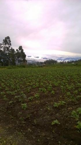 DE OPORTUNIDAD VENDO 1 HECTÁREA PLANA EN OTAVALO