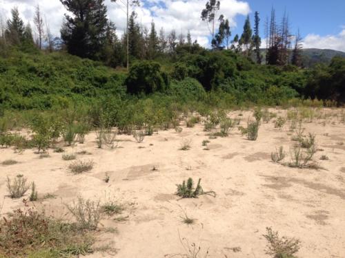 VENDO EN PIFO LOTE DE 400m A 26.000