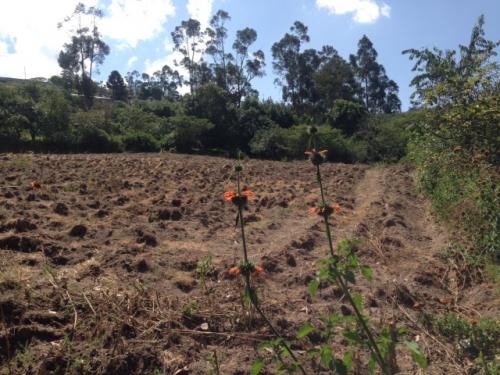 GUAYLLABAMBA VENDO LOTE DE 500 METROS